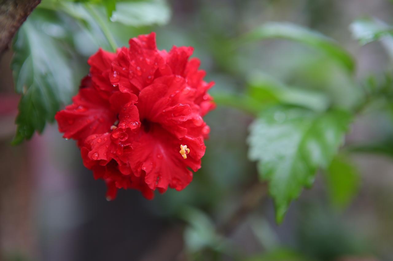 Chiayi Crown Hotel Buitenkant foto